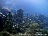 Dendrogyra cylindrus (Bonaire)