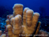 Dendrogyra cylindrus (Bonaire)