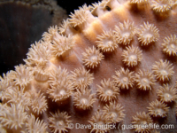 Duncanopsammia peltata (Palau)