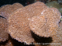 Duncanopsammia peltata (Palau)