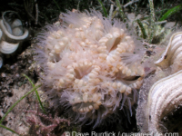 Nemenzophyllia turbida (Cebu)