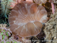 Nemenzophyllia turbida (Lembeh)