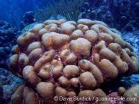 Orbicella annularis (Bonaire)