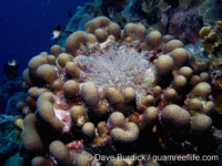 Orbicella annularis (Bonaire)