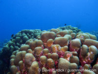 Orbicella annularis (Bonaire)