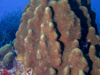Orbicella faveolata (Bonaire)