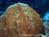 Orbicella faveolata (Bonaire)