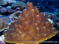 Orbicella franksi (Bonaire)