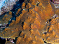 Orbicella franksi (Bonaire)