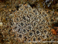 Oulastrea