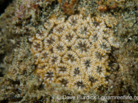 Oulastrea crispata (Anilao)