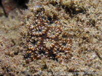 Oulastrea crispata (Anilao)