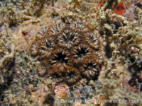 Oulastrea crispata (Anilao)