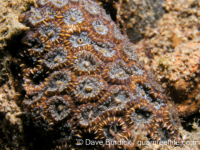 Oulastrea crispata (Anilao)