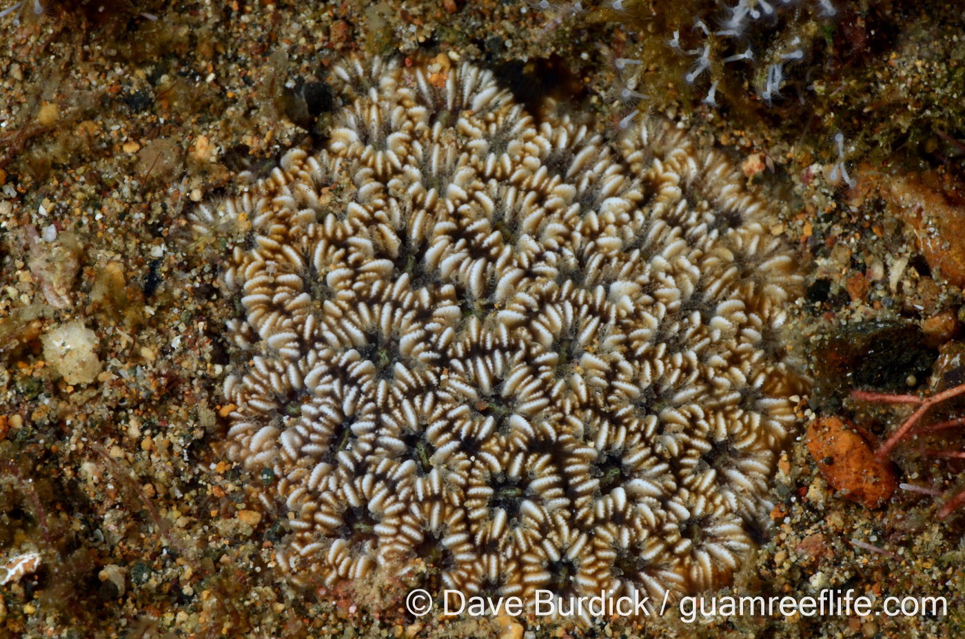 Oulastrea