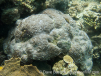 Paramontastrea salebrosa (Anilao)