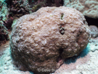 Paramontastrea salebrosa (Cebu)