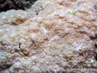 Paramontastrea salebrosa (Cebu)