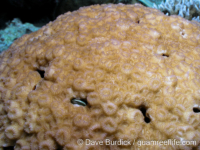 Paramontastrea salebrosa (Palau)