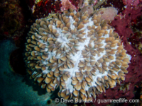 Physogyra lichtensteini (Nusa Penida)