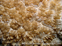 Physogyra lichtensteini (Palau)