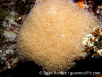 Physogyra lichtensteini (Palau)