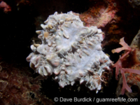 Physogyra lichtensteini (Palau)