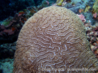 Physogyra lichtensteini (Palau)