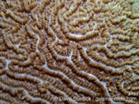 Physogyra lichtensteini (Palau)