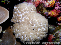 Physogyra lichtensteini (Palau)