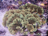 Physophyllia ayleni (Raja Ampat)