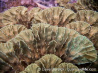 Physophyllia ayleni (Raja Ampat)