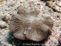 Sinuorota hexagonalis (Anilao)