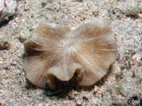 Sinuorota hexagonalis (Anilao)