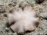 Sinuorota hexagonalis (Anilao)