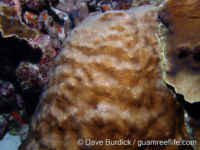 Stephanocoenia intersepta (Bonaire)