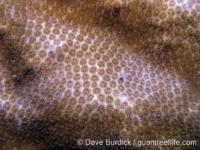 Stephanocoenia intersepta (Bonaire)