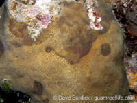 Stephanocoenia intersepta (Bonaire)