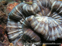 Trachyphyllia geoffroyi (Anilao)