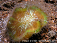 Trachyphyllia geoffroyi (Anilao)