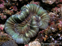 Trachyphyllia geoffroyi (Anilao)