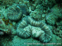 Trachyphyllia geoffroyi (Anilao)