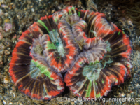 Trachyphyllia geoffroyi (Lembeh)