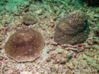 Zoopilus echinatus (left, Halomitra pileus on right; Anilao)