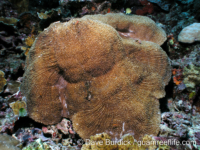 Zoopilus echinatus (Cebu)