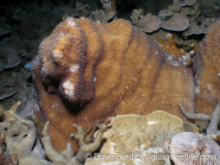 Zoopilus echinatus (Palau)
