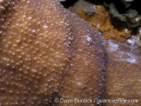 Zoopilus echinatus (Palau)