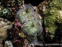 Echinomorpha nishihirai (Wallis)