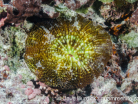 Echinomorpha nishihirai (Wallis)