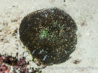 Echinomorpha nishihirai (Wallis)